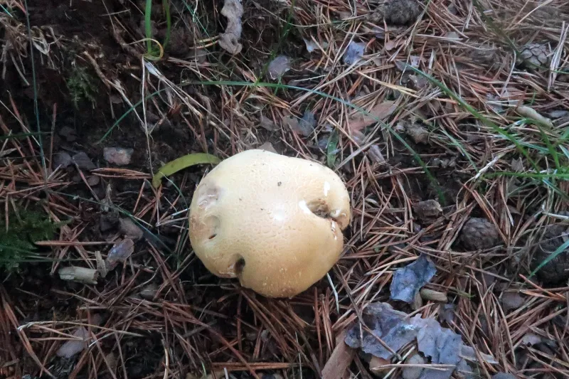 Agaricus crocodilinus 1 - IMG_7818
